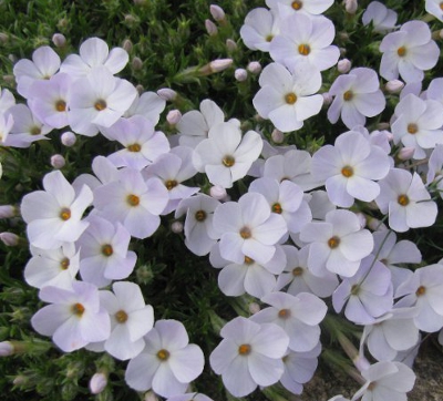 Phlox diffusa 